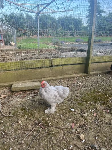 10 week old Pekins