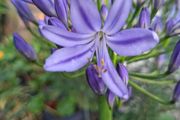 Blue Agapanthus 2ft tall in 3 Liter pot