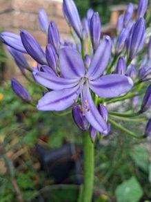 Blue Agapanthus 2ft tall in 3 Liter pot