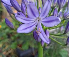 Blue Agapanthus 2ft tall in 3 Liter pot