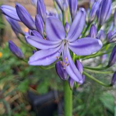 Blue Agapanthus 2ft tall in 3 Liter pot