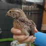 quail Image 2