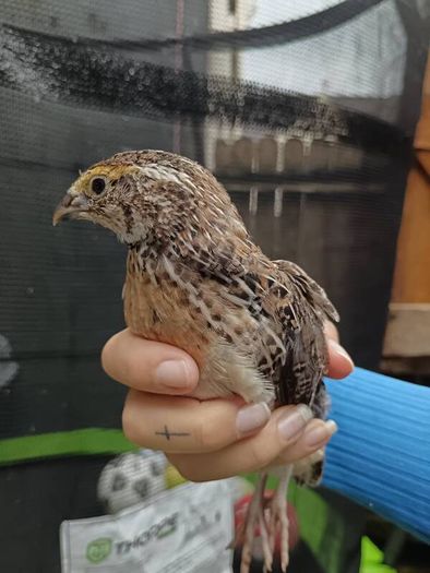 quail
