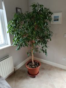 House Plant