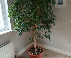 House Plant