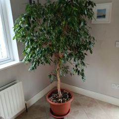 House Plant