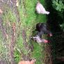 Laying ducks ,Laying hens and pekin bantams Image 3