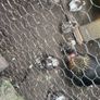 pekin bantam Image 4