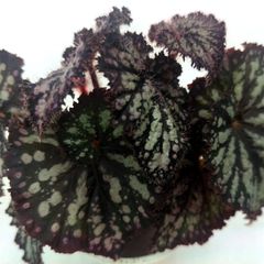 Begonia