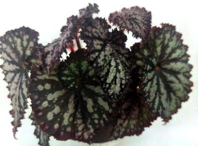Begonia