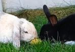 2 happy bunnies for adoption