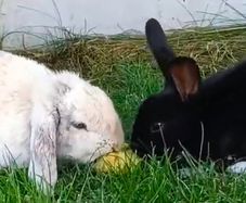 2 happy bunnies for adoption