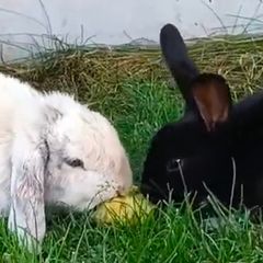 2 happy bunnies for adoption