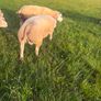Selection of Shearling & Ram lambs Image 2