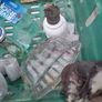job lot of vintage collectable Image 2