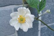 Japanese Anemone (White or Pink)