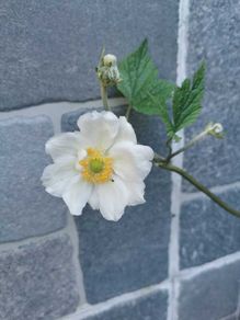 Japanese Anemone (White or Pink)