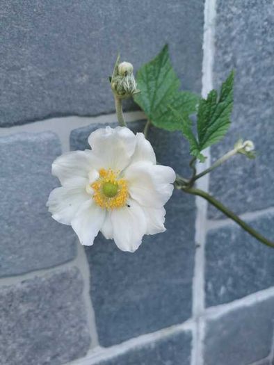 Japanese Anemone (White or Pink)