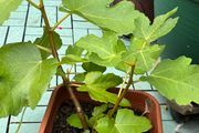 Fig tree