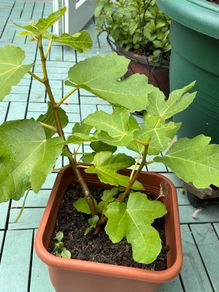 Fig tree