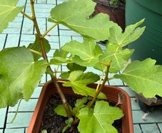 Fig tree