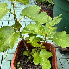 Fig tree