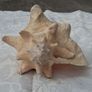 Large Queen Conch Shell Image 4