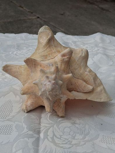 Large Queen Conch Shell