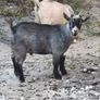 Pygmy goats .. Image 7