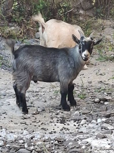 Pygmy goats ..