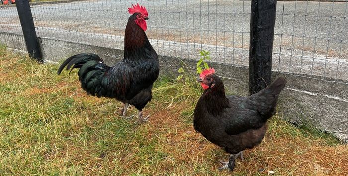 Roosters