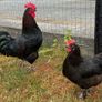 Roosters Image 5
