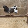 pigeons Image 5