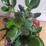Sansevieria trifasciata 'Hahnii', crassula succulent plant arrangement in the ceramic pot Image 6