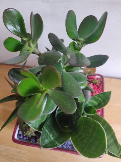 Sansevieria trifasciata 'Hahnii', crassula succulent plant arrangement in the ceramic pot