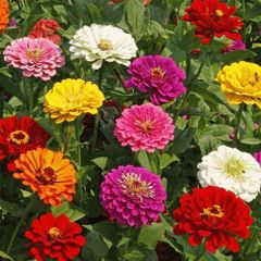 (Z) Zinnia Choice Mixed seeds 1g (414277)