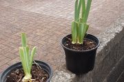 Bearded Iris