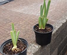 Bearded Iris