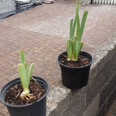 Bearded Iris