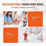 Human Body Model, 23 Parts 18 inch, Human Torso Anatomy Model Unisex Anatomical Skeleton Model with Removable Organs, Educational Teaching Tool for Students Science Learning Education Display Image 3