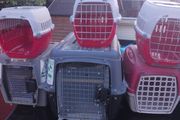 cat and dog carry cages