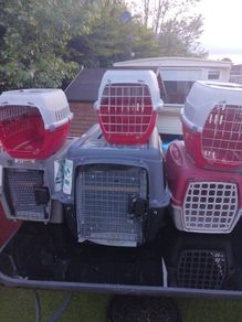 cat and dog carry cages