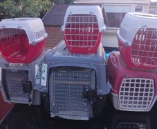 cat and dog carry cages