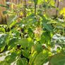 Plant Image 4