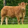Limousin Sale of Heifers Image 10