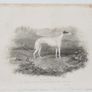 Greyhound 1837 Antique Print Image 2