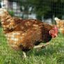 Coated Welded Wire Mesh Fencing Chicken Poultry Aviary Fence Run 30m Dark Green Image 5
