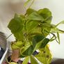 houseplant Philodendron Lemon Lime cuttings Image 4