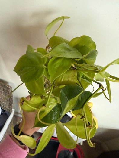houseplant Philodendron Lemon Lime cuttings