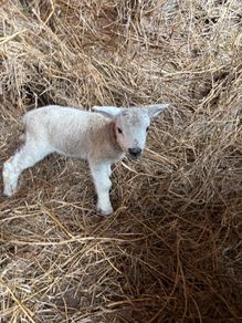 Pet Lamb